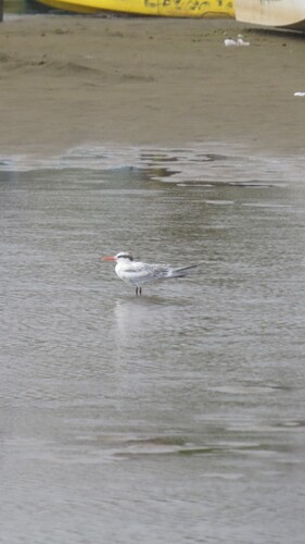 Royal Tern (Thalasseus maximus)
