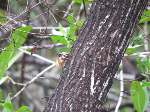 Racer Mangrove Crab (Goniopsis pulchra)