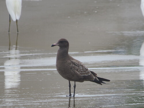 Heermann's Gull (Larus heermanni)
