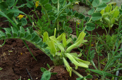 Astragalus brachystachys
