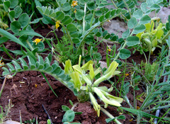 Astragalus brachystachys
