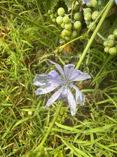 chicory