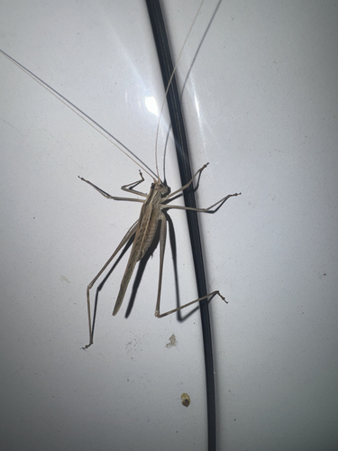 Lily Bush-cricket