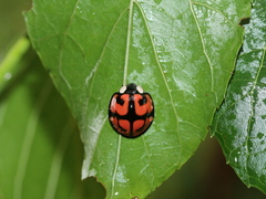 Aiolocaria hexaspilota