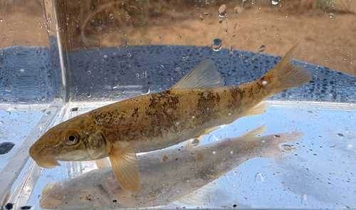 Bergzuigkarper (Catostomus platyrhynchus) — Catostomidae — 3