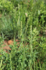 Setaria incrassata