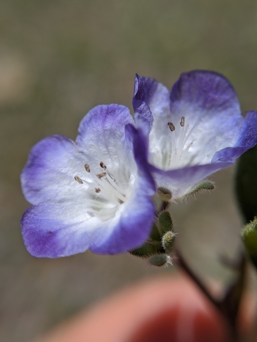 Davidson's phacelia (Phacelia davidsonii)