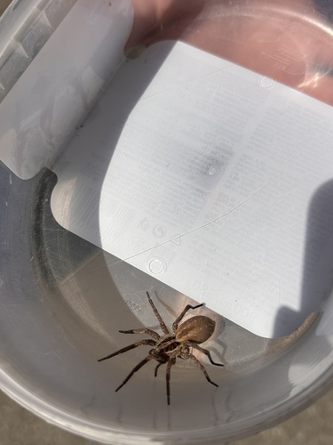 Radiated Wolf Spider