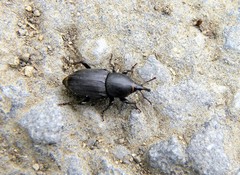 Sphenophorus striatopunctatus