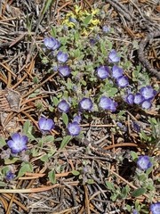 Phacelia davidsonii