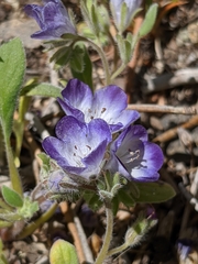 Phacelia davidsonii
