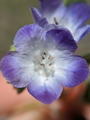 Phacelia davidsonii