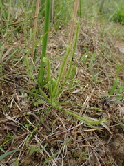 Drosera finlaysoniana