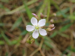 Drosera finlaysoniana