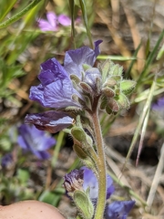 Phacelia davidsonii