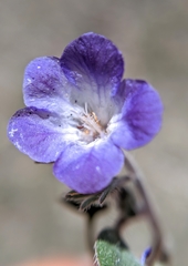 Phacelia davidsonii