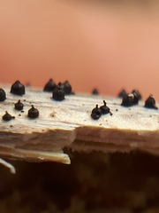Leptosphaeria acuta
