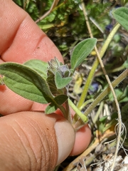 Phacelia davidsonii