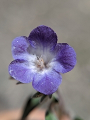 Phacelia davidsonii