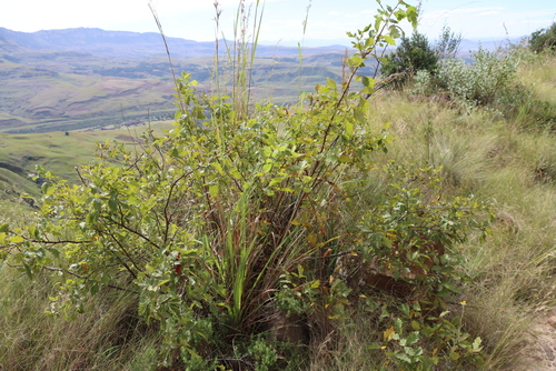 Searsia dentata, photograph 2