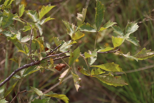 Searsia dentata, photograph 3