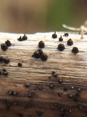 Leptosphaeria acuta