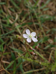 Drosera finlaysoniana