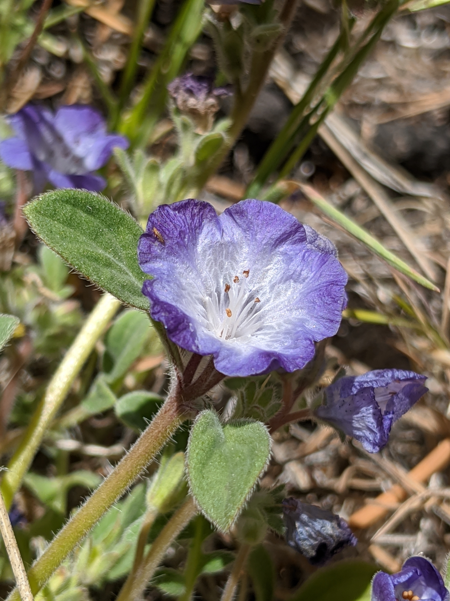 Phacelia davidsonii