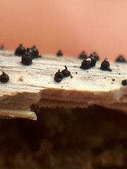 Leptosphaeria acuta