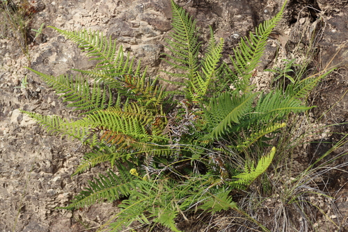 Pityrogramma austroamericana, photograph 5