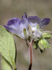 Phacelia davidsonii