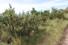 Leucosidea sericea, photograph (c) Tony Rebelo, some rights reserved (CC BY-SA)