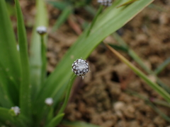 Eriocaulon truncatum