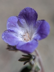 Phacelia davidsonii