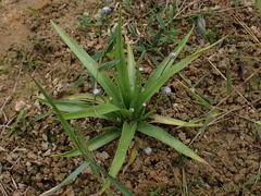 Eriocaulon truncatum