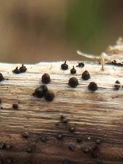 Leptosphaeria acuta