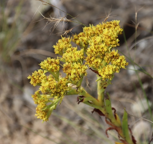 Crassula vaginata