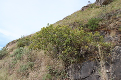Searsia dentata