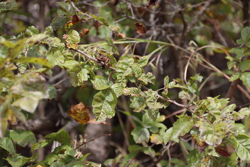 Searsia dentata, photograph 1