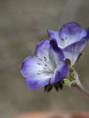 Image of Phacelia davidsonii by no rights reserved