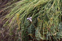 Moraea stricta, photograph (c) Tony Rebelo, some rights reserved (CC BY-SA)