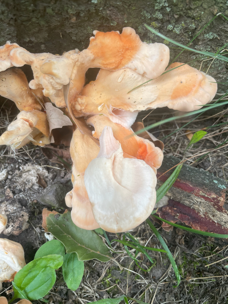 White-pored Chicken of the Woods · July 2026 · photo: Photo: no rights reserved · iNaturalist