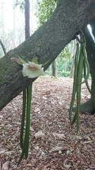 Parmentiera cereifera