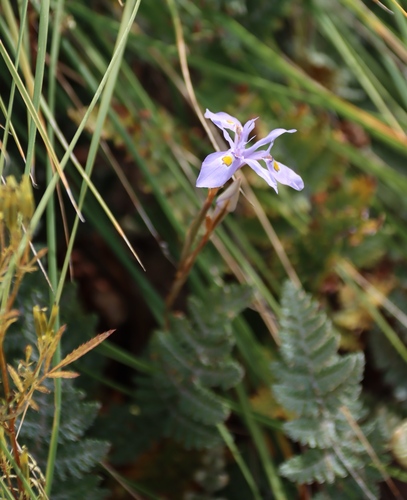 Moraea stricta, photograph 4