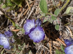 Phacelia davidsonii