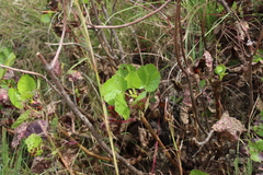 Greyia sutherlandii, photograph (c) Tony Rebelo, some rights reserved (CC BY-SA)