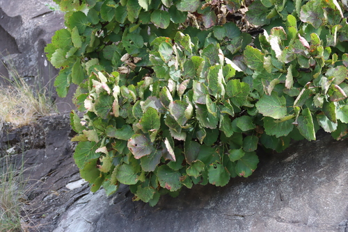 Greyia sutherlandii