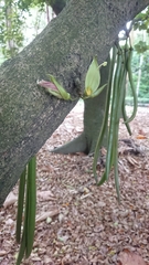 Parmentiera cereifera