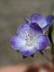 Phacelia davidsonii