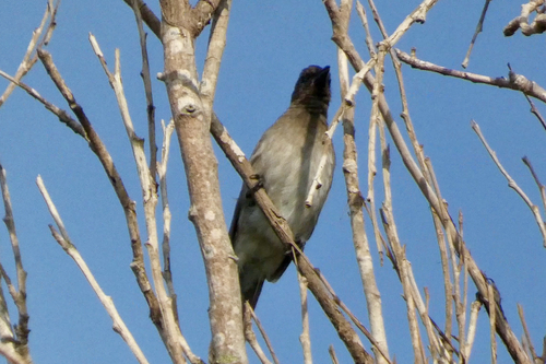 Common Bulbul